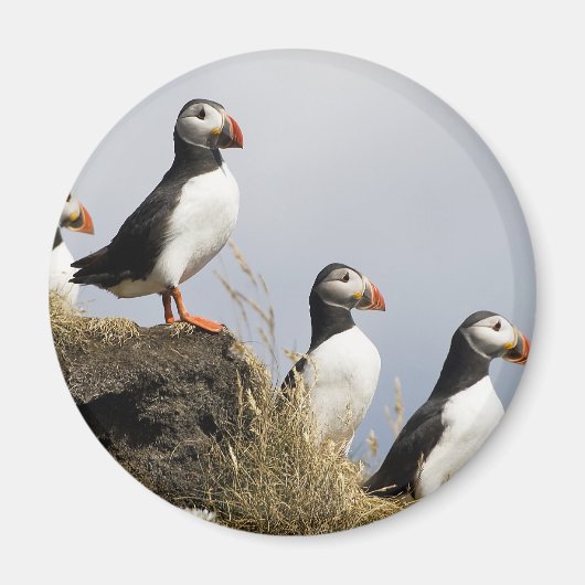 Puffins Magneet (Voorkant)