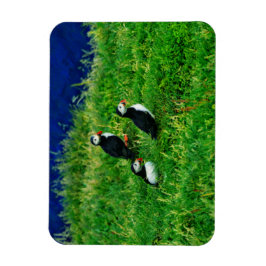 Puffins Magneet