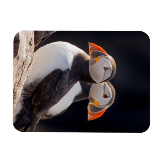 Puffins Magneet (Horizontaal)