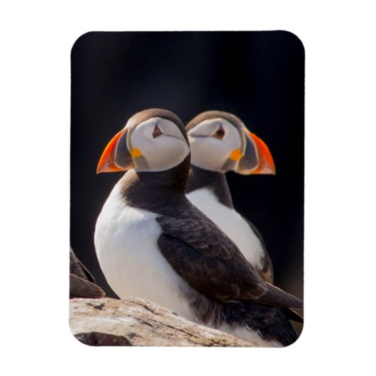 Puffins Magneet (Verticaal)