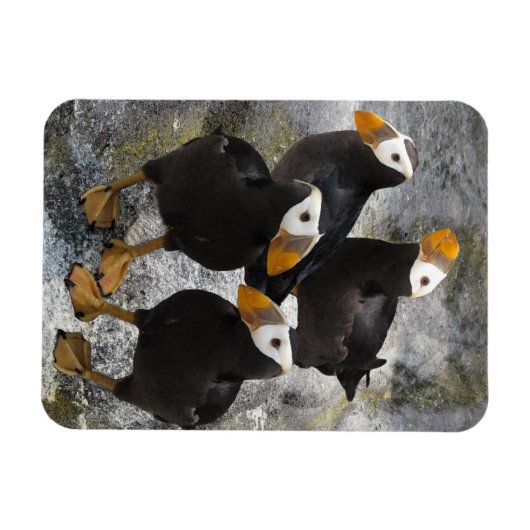 Puffins... Magneet (Horizontaal)