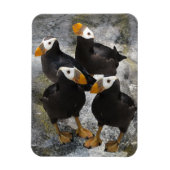 Puffins... Magneet (Verticaal)