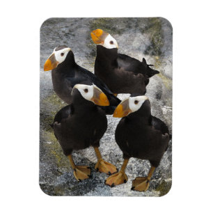 Puffins... Magneet
