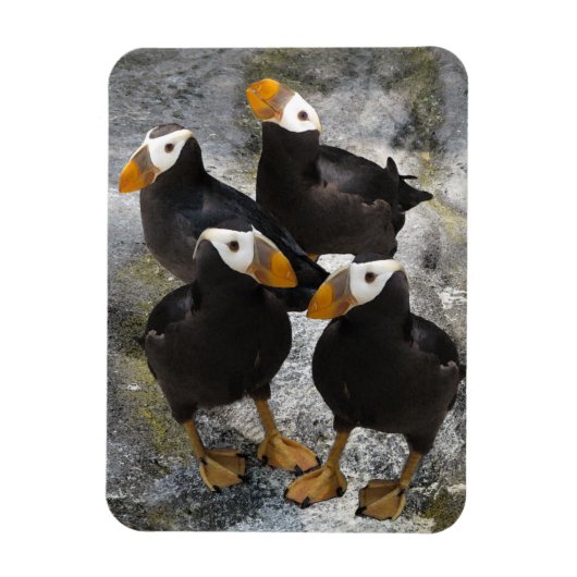 Puffins... Magneet (Verticaal)