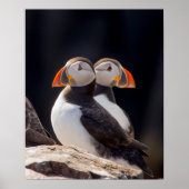 Puffins Poster (Voorkant)