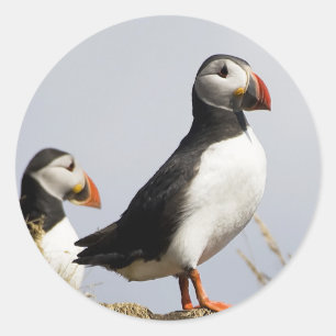 Puffins Ronde Sticker