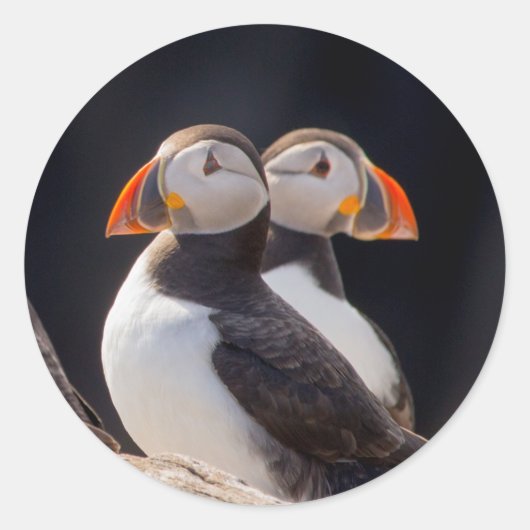 Puffins Ronde Sticker (Voorkant)