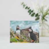 PUFFINS - SALTEE EILANDEN, IERLAND BRIEFKAART (Staand voorkant)