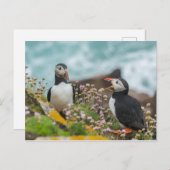 PUFFINS - SALTEE EILANDEN, IERLAND BRIEFKAART (Voorkant / Achterkant)