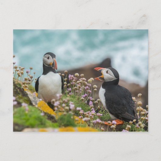 PUFFINS - SALTEE EILANDEN, IERLAND BRIEFKAART (Voorkant)