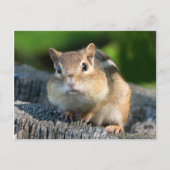 Puffy Cheeked Chipmunk Briefkaart (Voorkant)