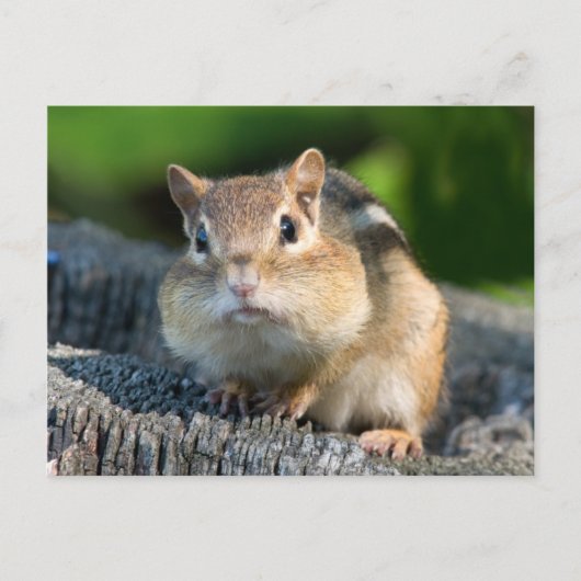 Puffy Cheeked Chipmunk Briefkaart (Voorkant)