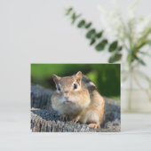 Puffy Cheeked Chipmunk Briefkaart (Staand voorkant)
