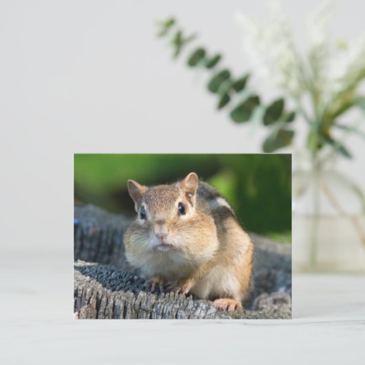 Puffy Cheeked Chipmunk Briefkaart (Staand voorkant)