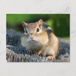 Puffy Cheeked Chipmunk Briefkaart