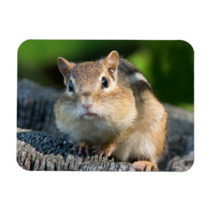 Puffy Cheeked Chipmunk Magneet