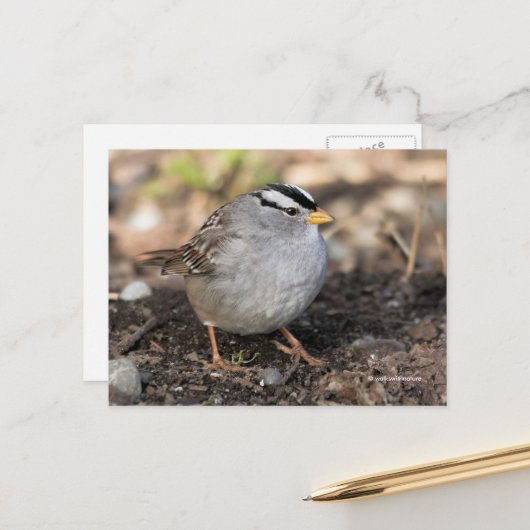 Puffy White-Crowned Sparrow Songbird in Winter Sun Briefkaart (Voorkant / Achterkant in situ)