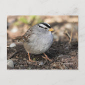 Puffy White-Crowned Sparrow Songbird in Winter Sun Briefkaart (Voorkant)