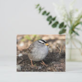 Puffy White-Crowned Sparrow Songbird in Winter Sun Briefkaart (Staand voorkant)