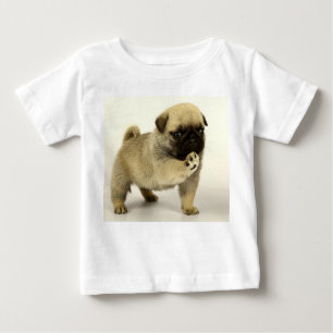 pug