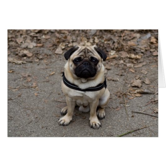 Pug (Voorkant Horizontaal)
