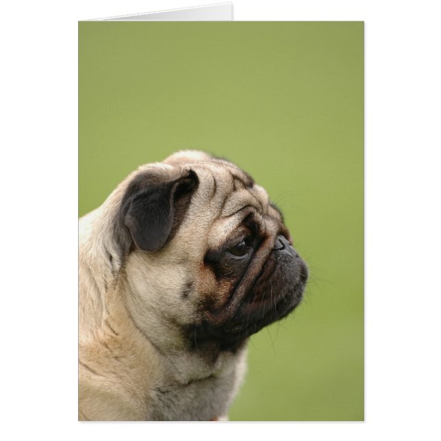 Pug (Voorkant)