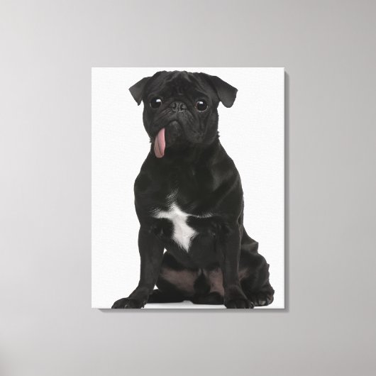 Pug (1 jaar oud) zit met zijn tong aan het hangen canvas afdruk (Voorkant)