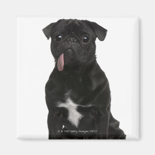 Pug (1 jaar oud) zit met zijn tong aan het hangen magneet