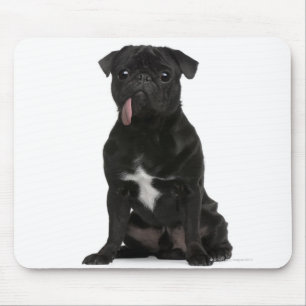 Pug (1 jaar oud) zit met zijn tong aan het hangen muismat