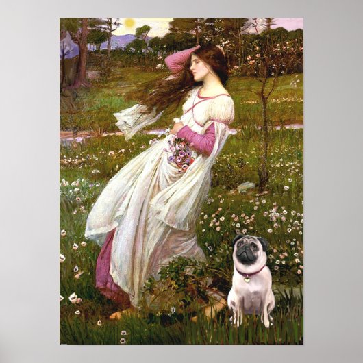 Pug 1 - Windlfowers Poster (Voorkant)