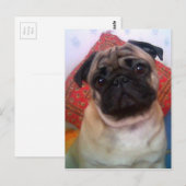 pug 4.png briefkaart (Voorkant / Achterkant)