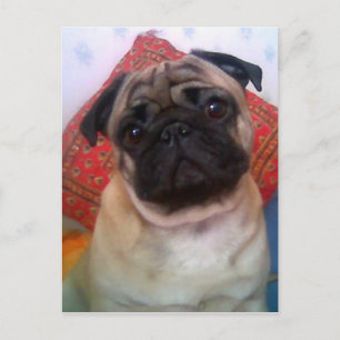 pug 4.png briefkaart
