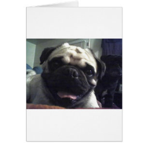 Pug 5.png