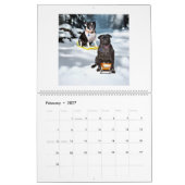 pug and Boston terrier calendar Kalender (Feb 2027)