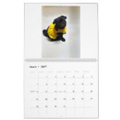 pug and Boston terrier calendar Kalender (Mar 2027)