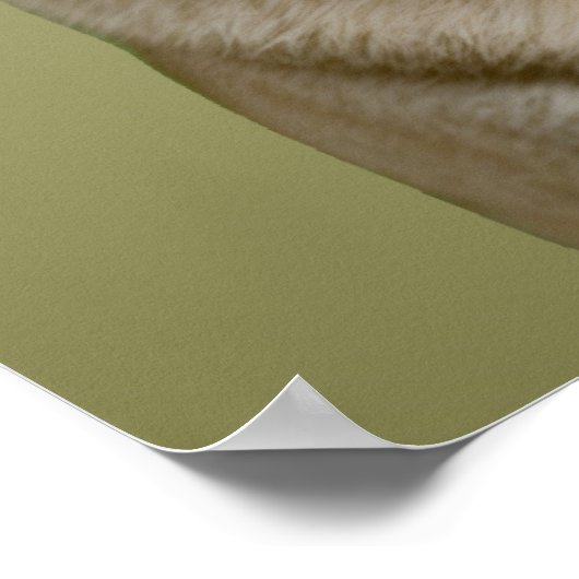 Pug Apple Poster (Hoek)