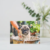 Pug Being Bathed in Bucket of Water Briefkaart (Staand voorkant)