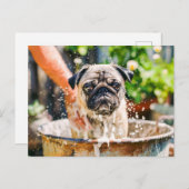 Pug Being Bathed in Bucket of Water Briefkaart (Voorkant / Achterkant)