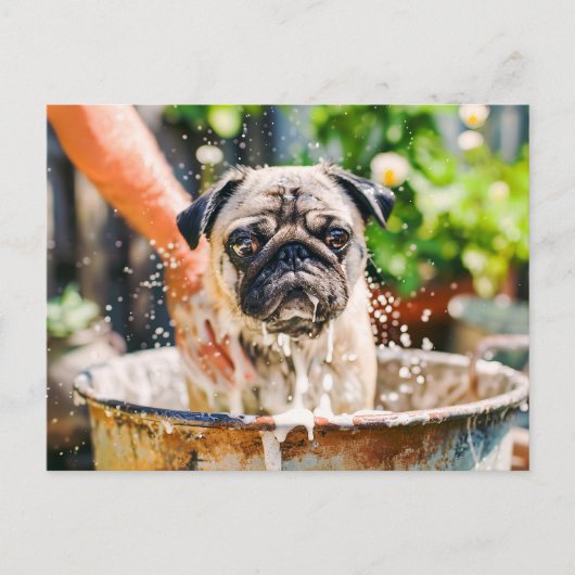 Pug Being Bathed in Bucket of Water Briefkaart (Voorkant)