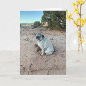 Pug Birthday Kaart, sarcastische kaart (Gele Bloem)