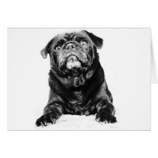 Pug - Black PUG Black & White