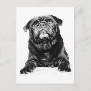 Pug - Black PUG Black & White Briefkaart