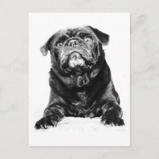 Pug - Black PUG Black & White Briefkaart