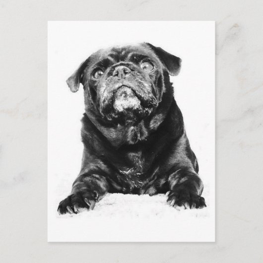 Pug - Black PUG Black & White Briefkaart (Voorkant)