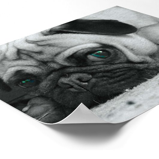 Pug "Breena" Poster (Hoek)