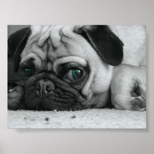 Pug "Breena" Poster
