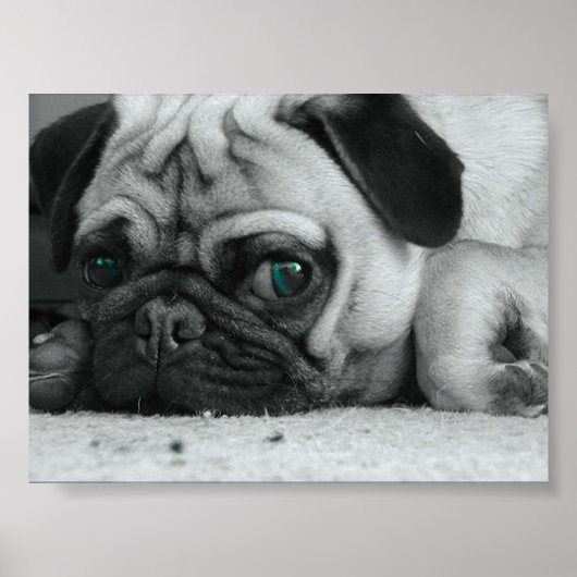 Pug "Breena" Poster (Voorkant)