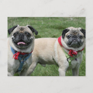 Pug Briefkaart