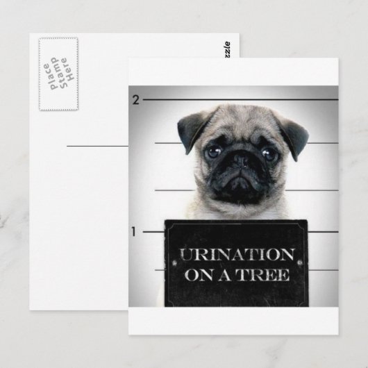 Pug Briefkaart (Voorkant / Achterkant)