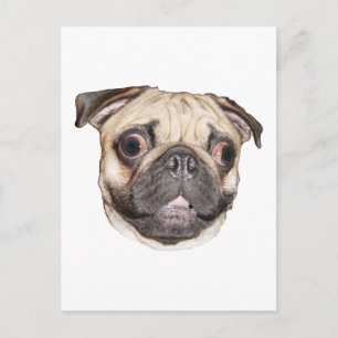 Pug Briefkaart